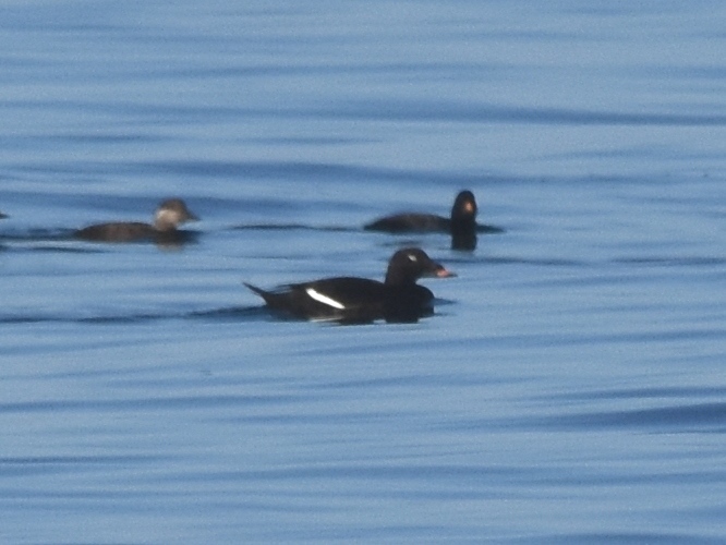 White-winged Scoter