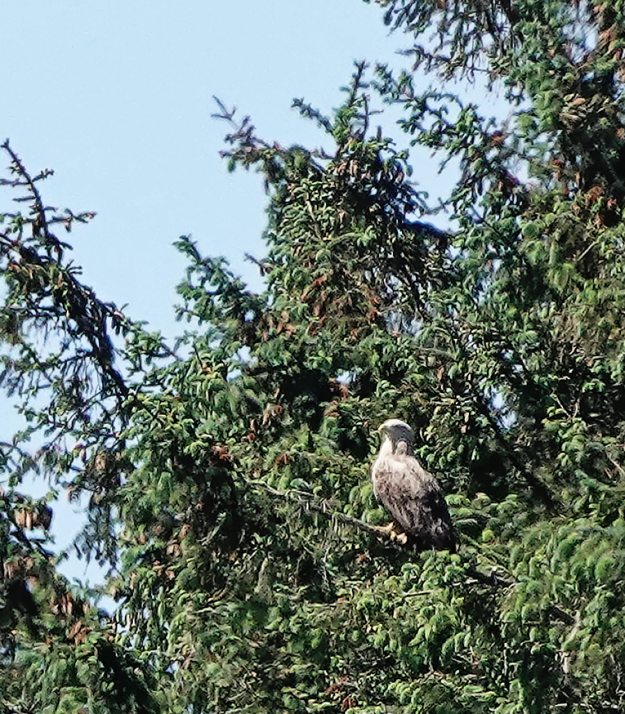 Golden Eagle