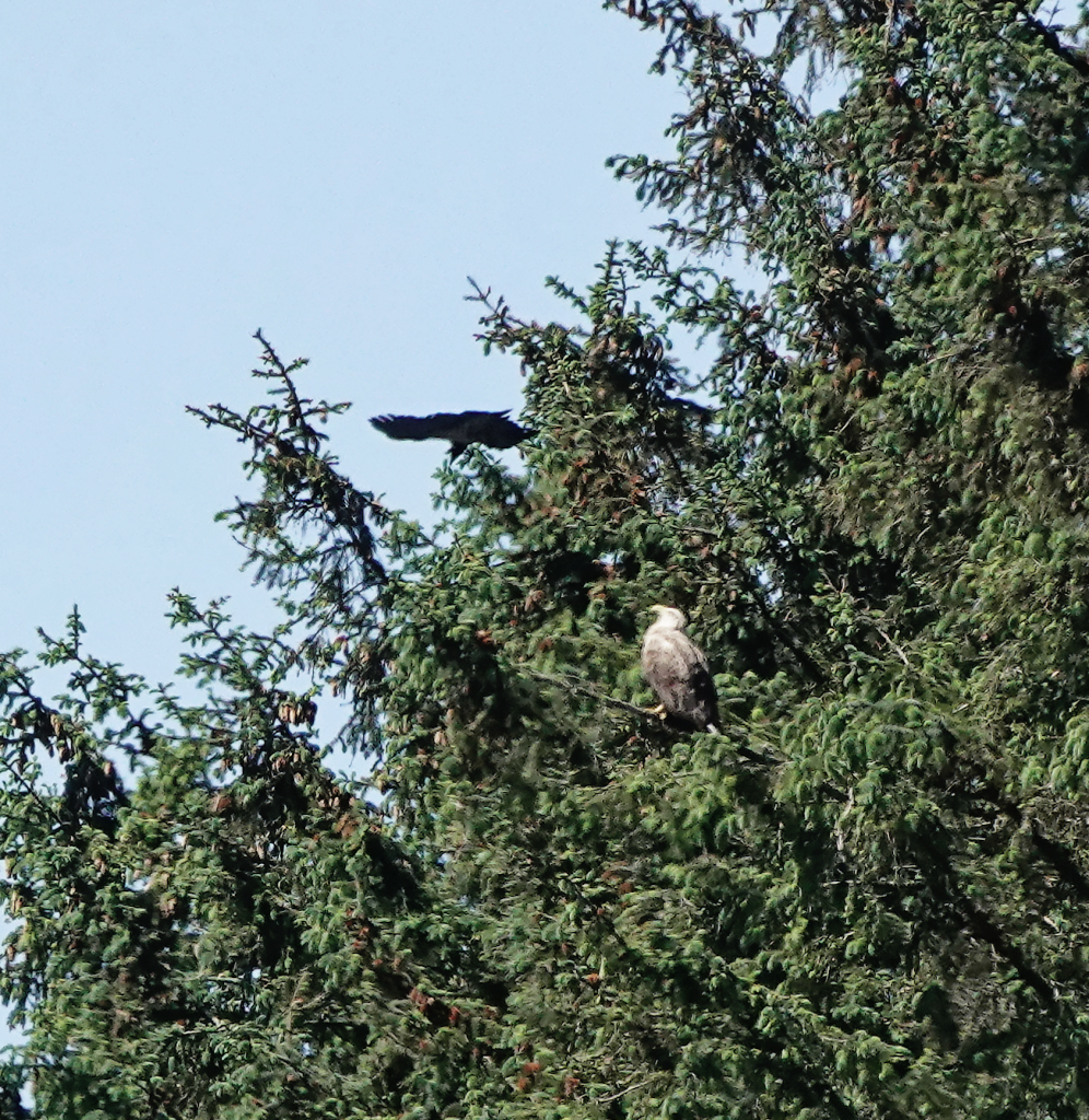 Golden Eagle