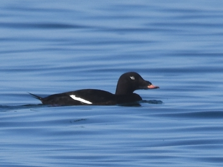 White-winged Scoter