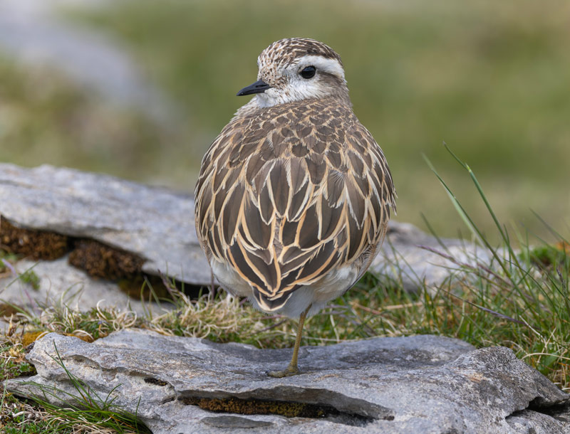 Dotterel