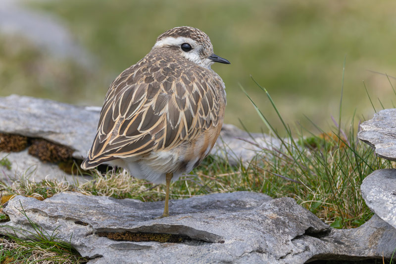 Dotterel