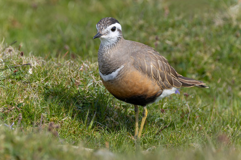 Dotterel