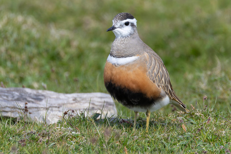 Dotterel