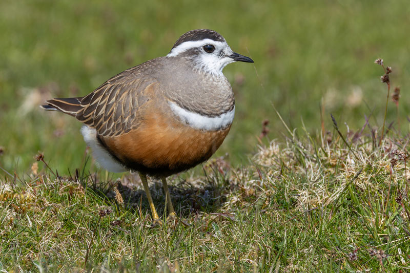 Dotterel
