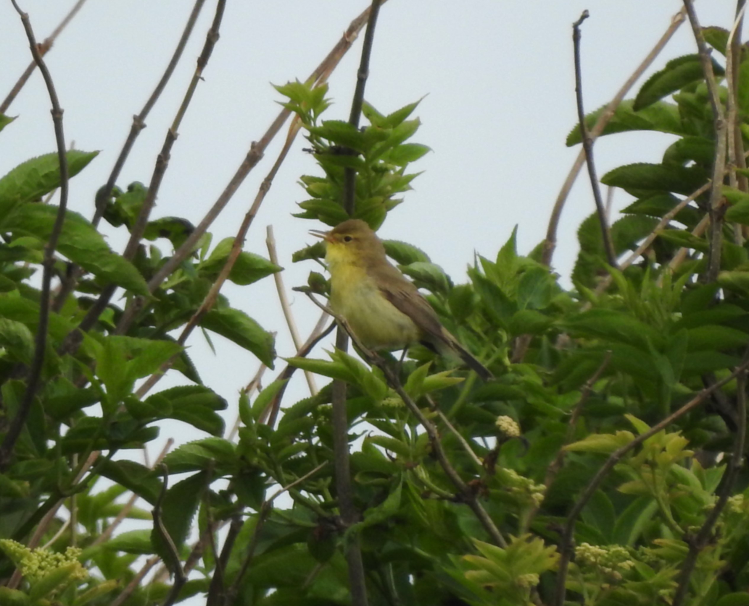 Melodious Warbler