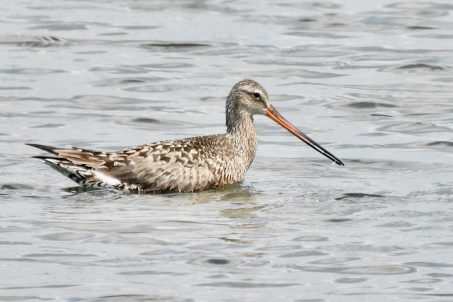 Hudsonian Godwit