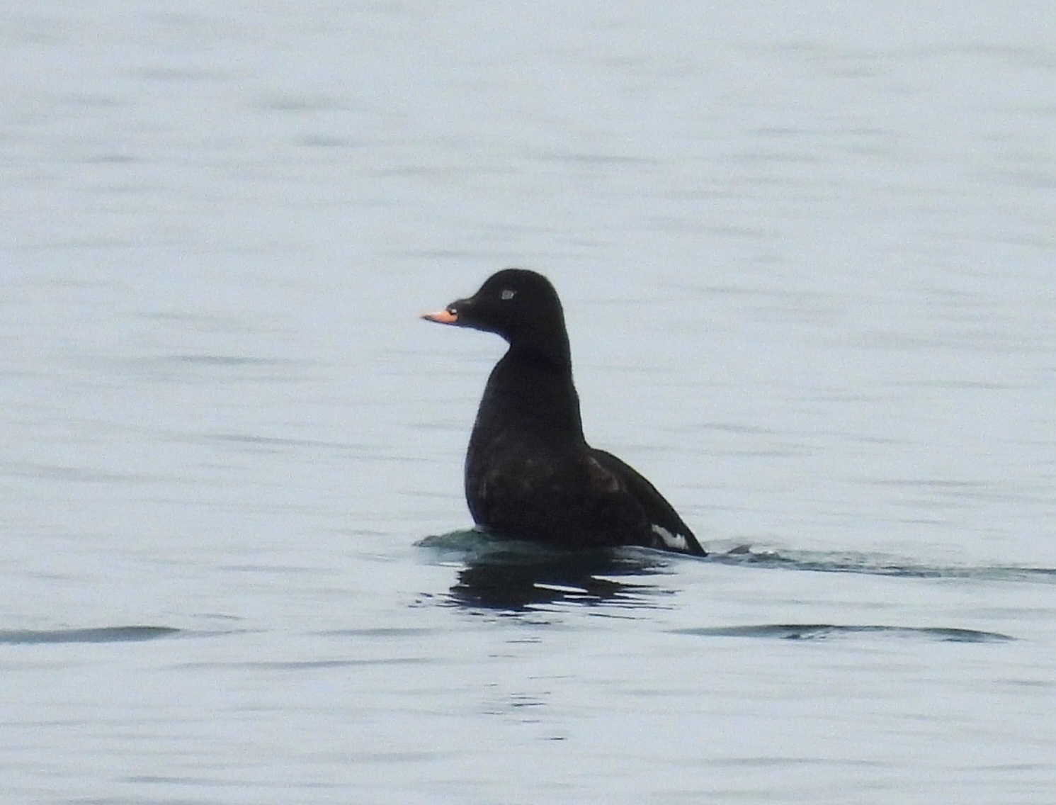 White-winged Scoter 