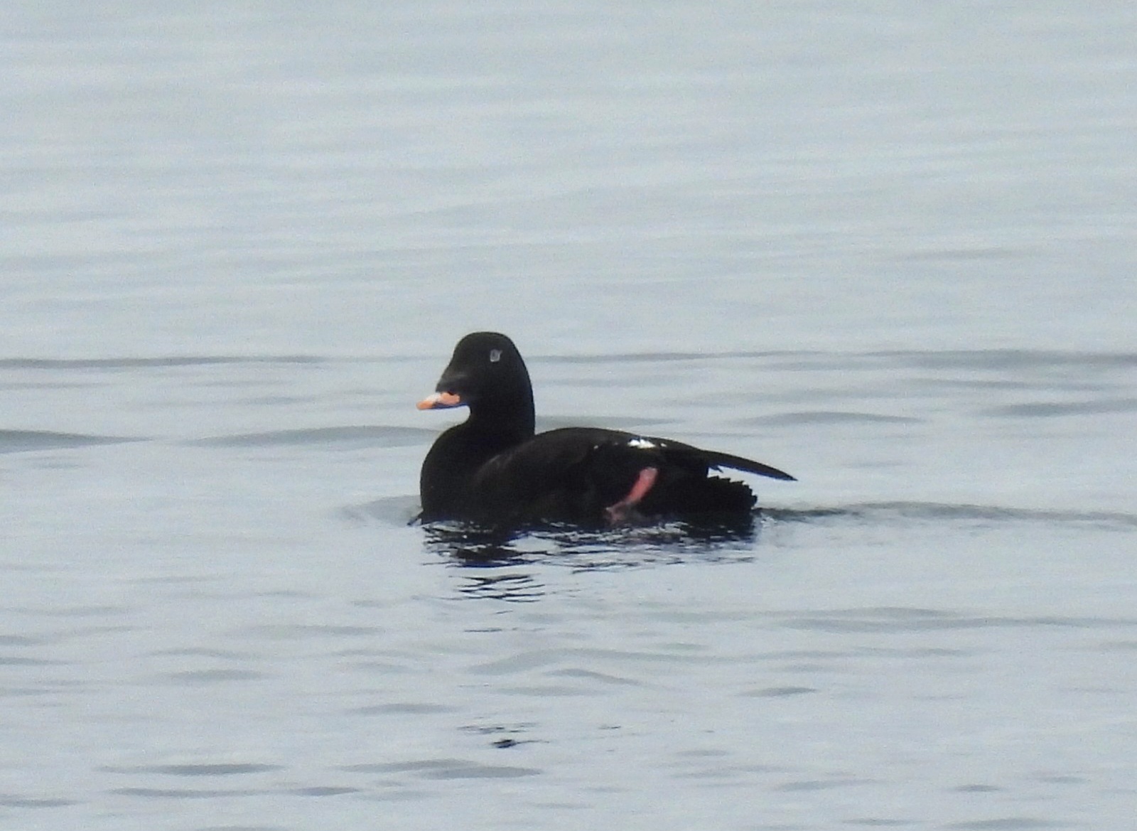 White-winged Scoter 