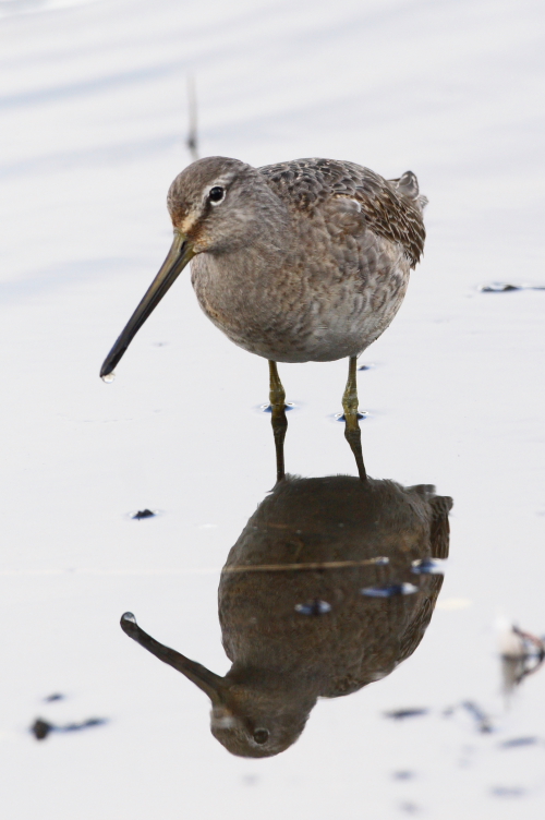 Long-billed Dowitcher