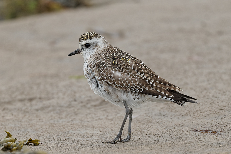 American Golden Plover
