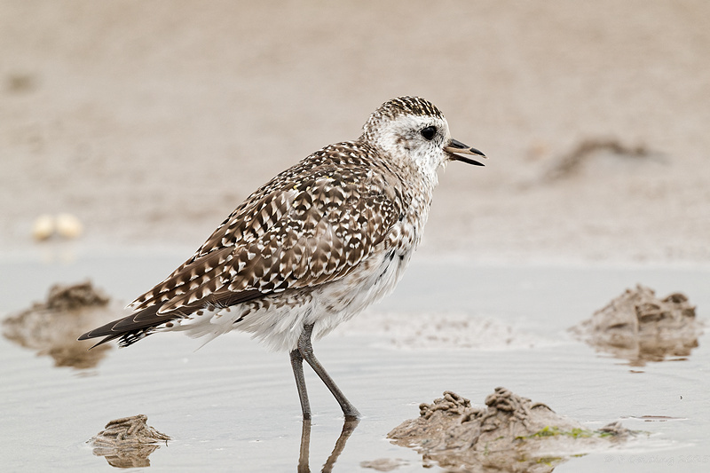 American Golden Plover