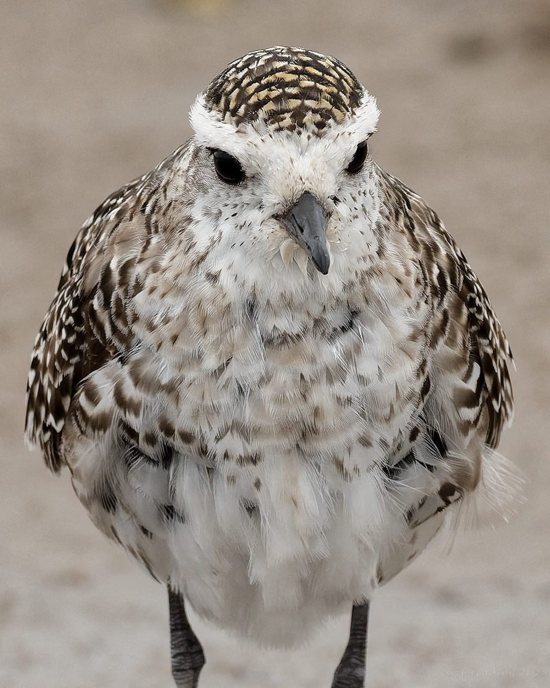 American Golden Plover