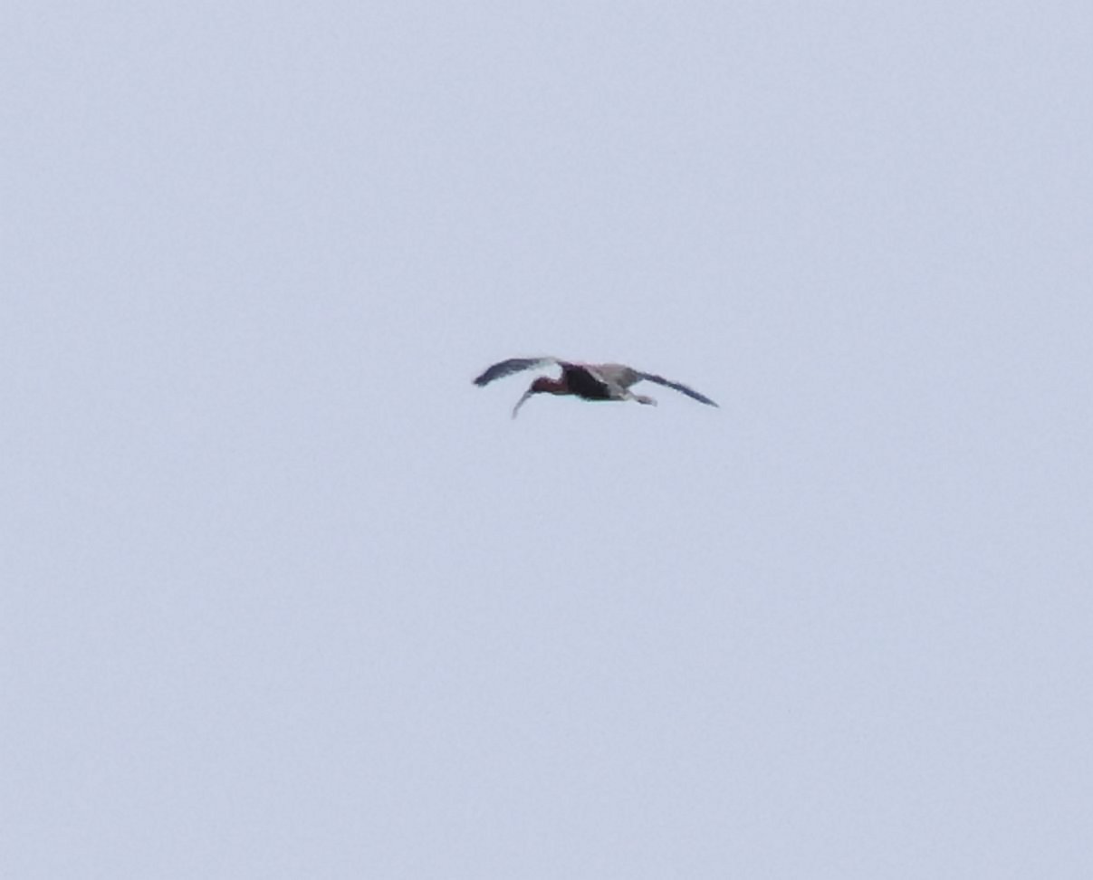 Glossy Ibis