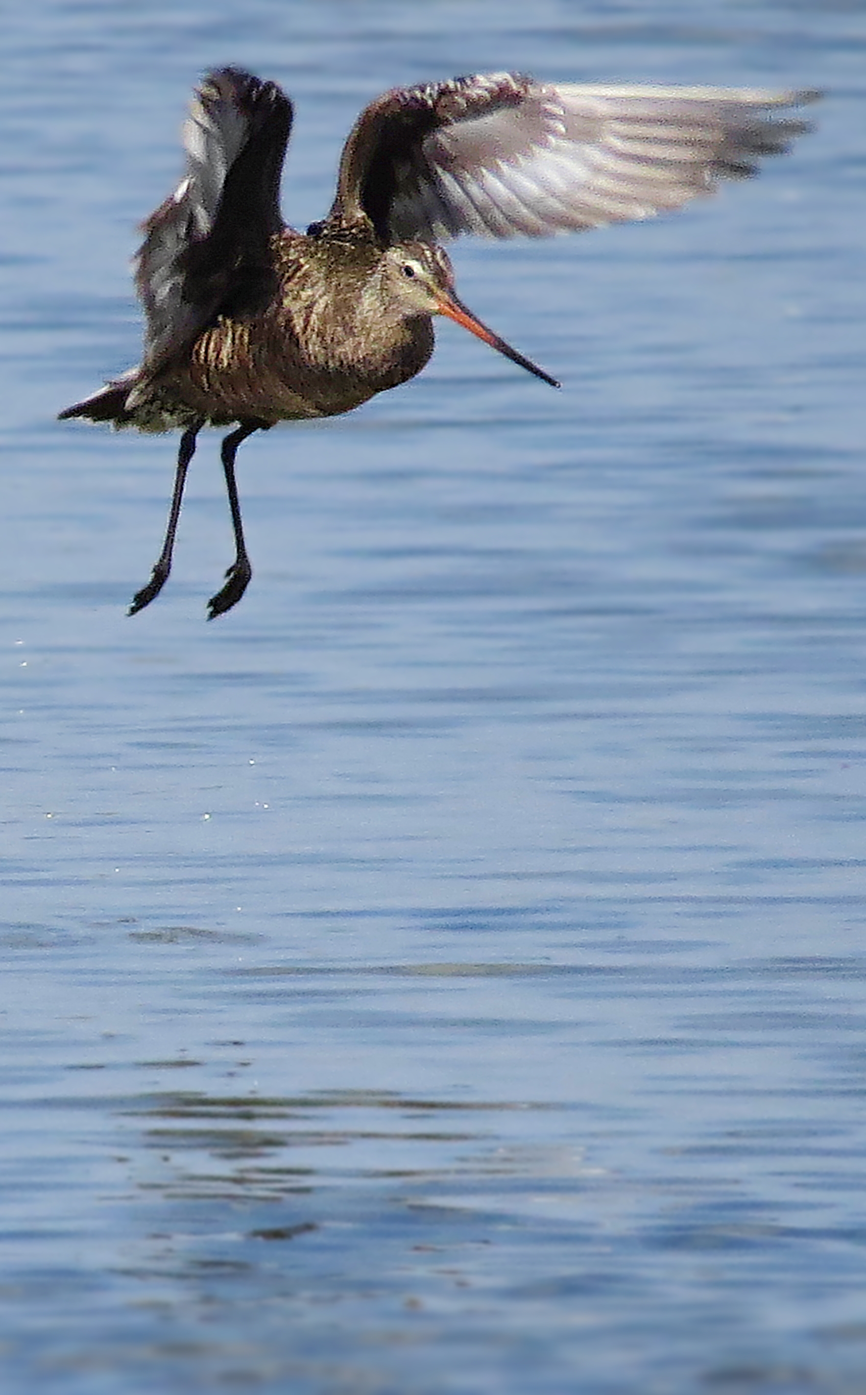 Hudsonian Godwit