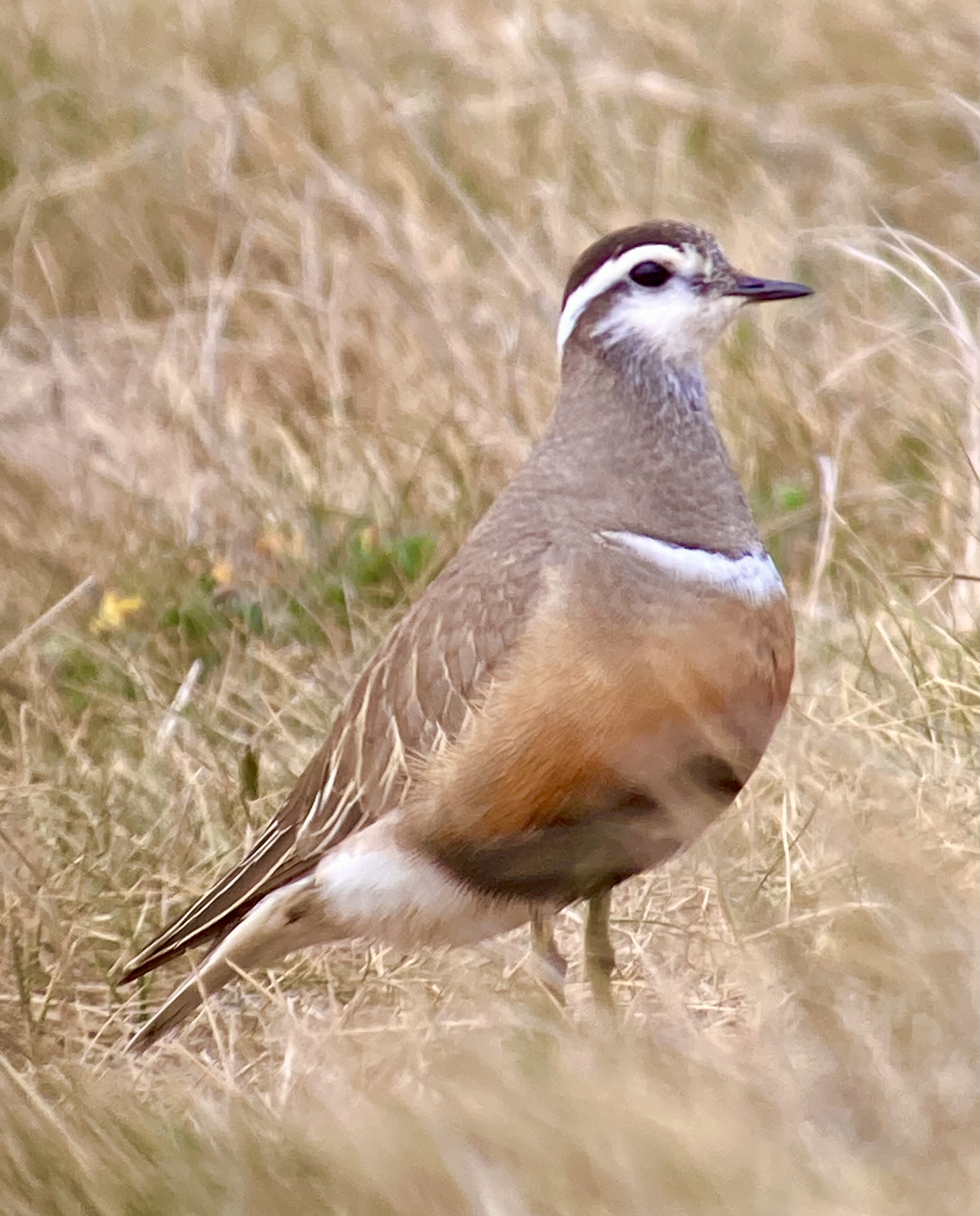 Dotterel