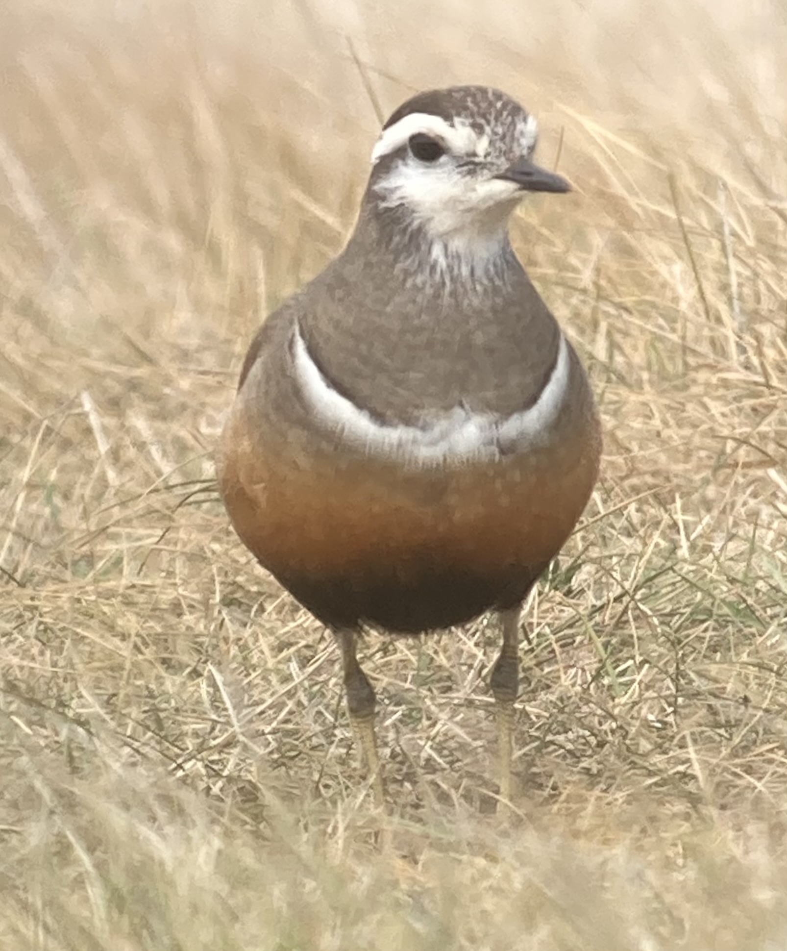 Dotterel