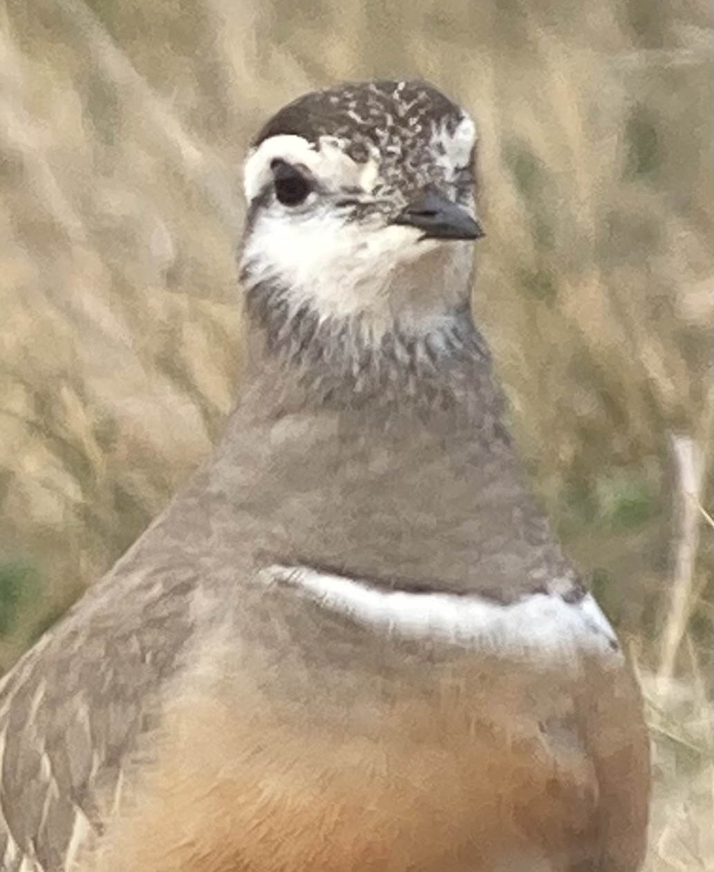 Dotterel