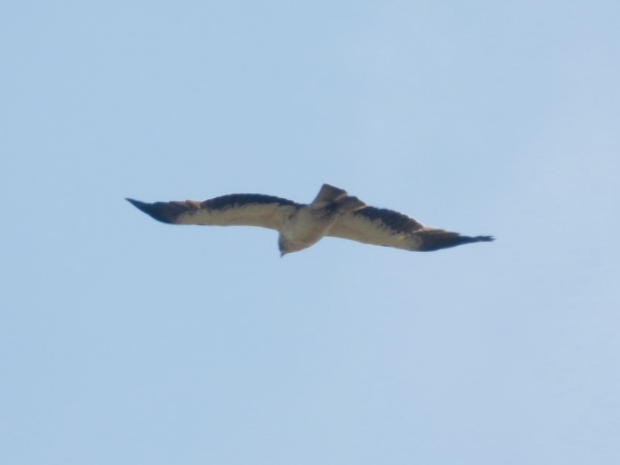 Booted Eagle