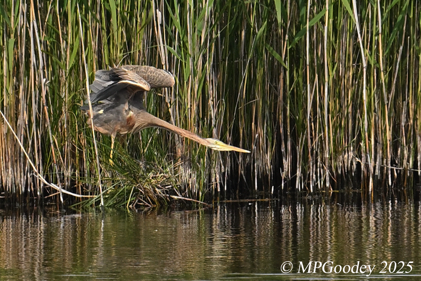 Purple Heron