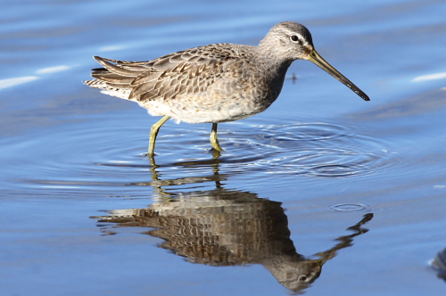 Long-billed Dowitcher
