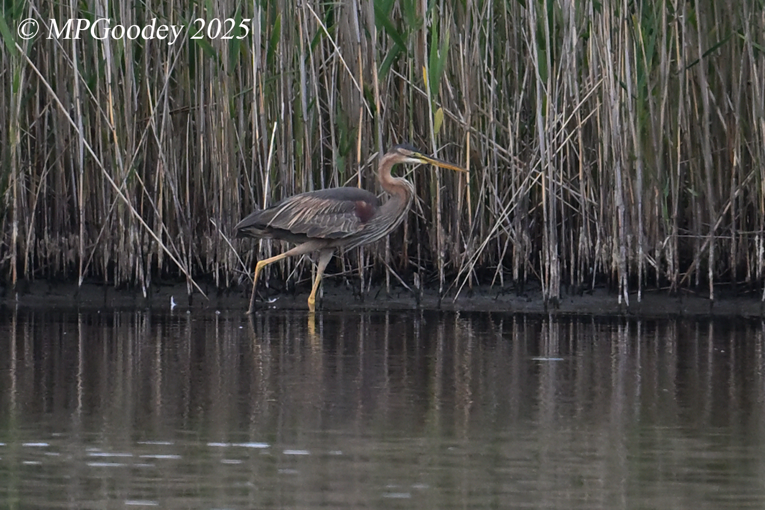 Purple Heron