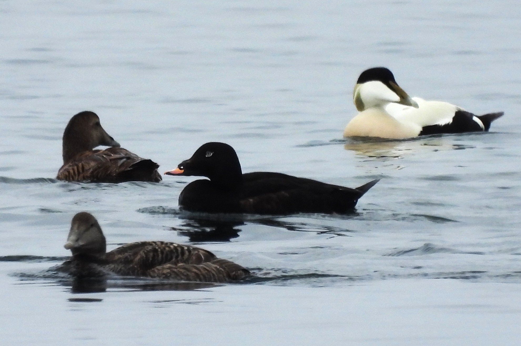 White-winged Scoter