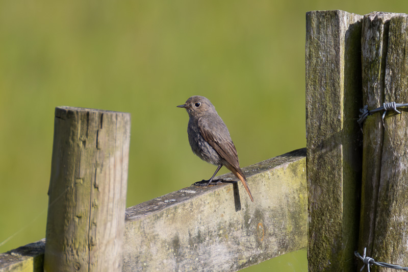 Black Redstart