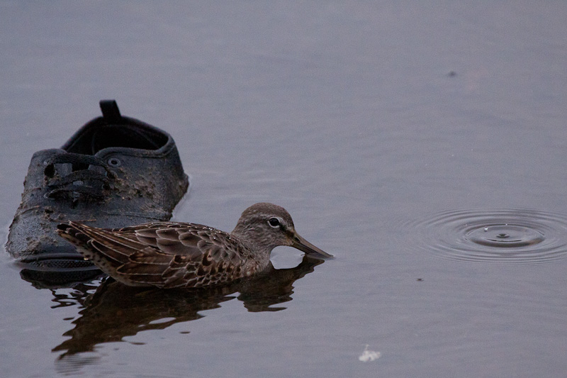 Long-billed Dowitcher
