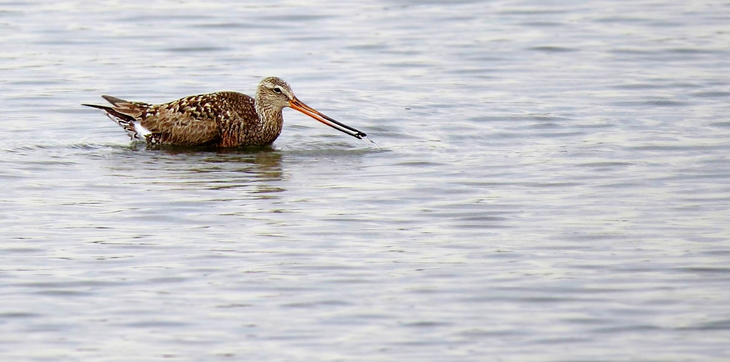 Hudsonian Godwit