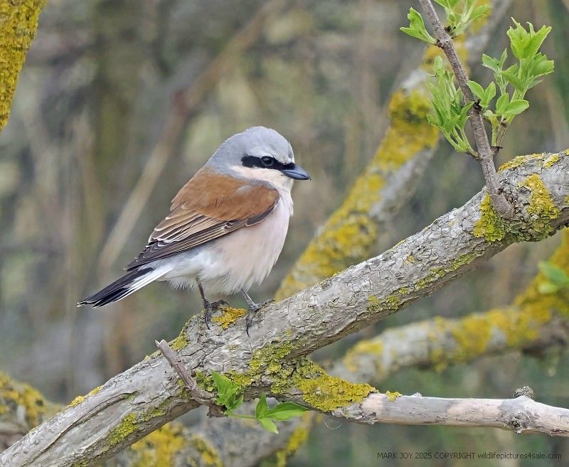 Red-backed Shrike