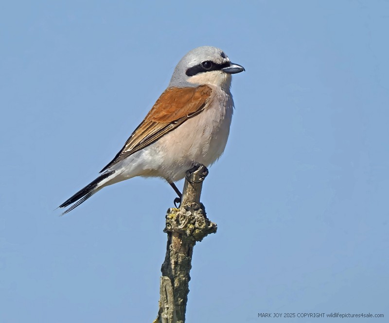 Red-backed Shrike