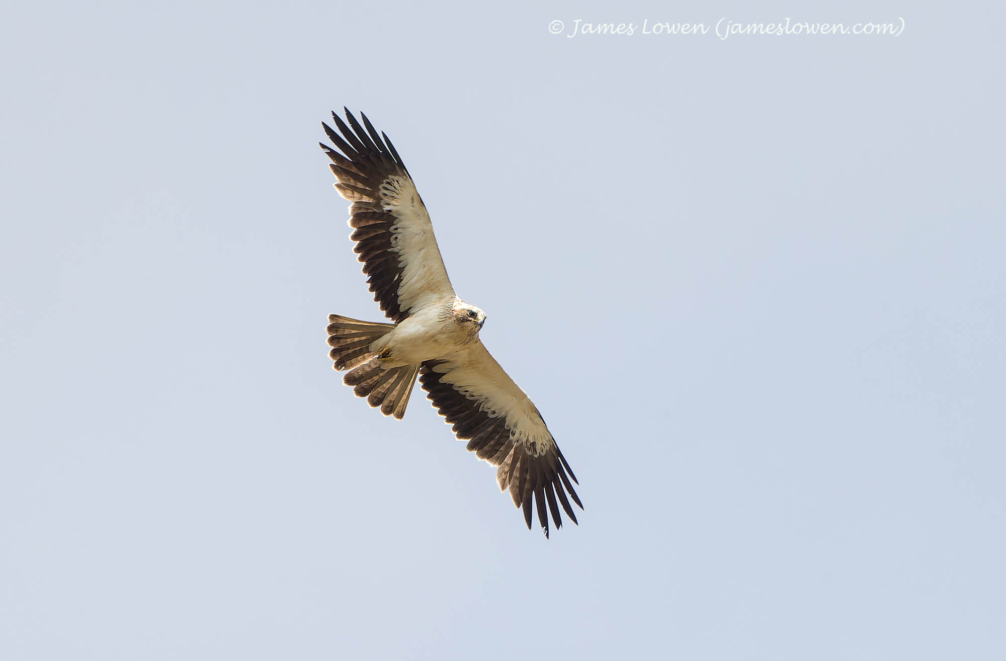 Booted Eagle