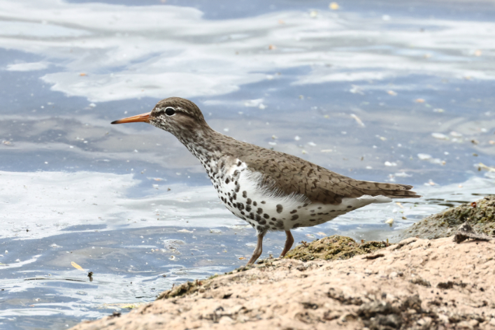Spotted Sandpiper