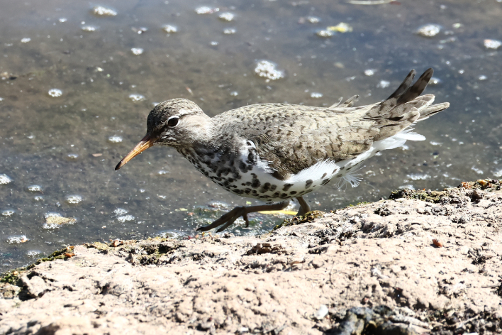 Spotted Sandpiper