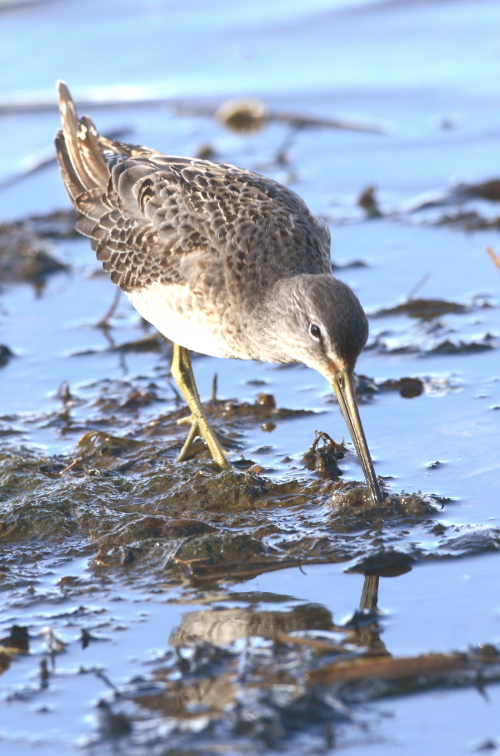 Long-billed Dowitcher