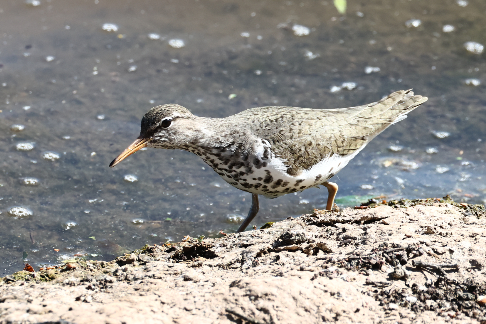 Spotted Sandpiper