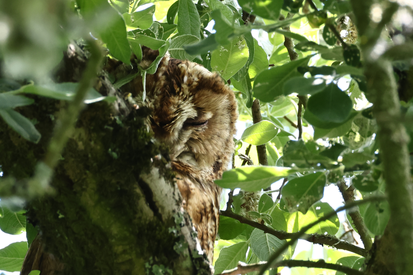 Tawny Owl