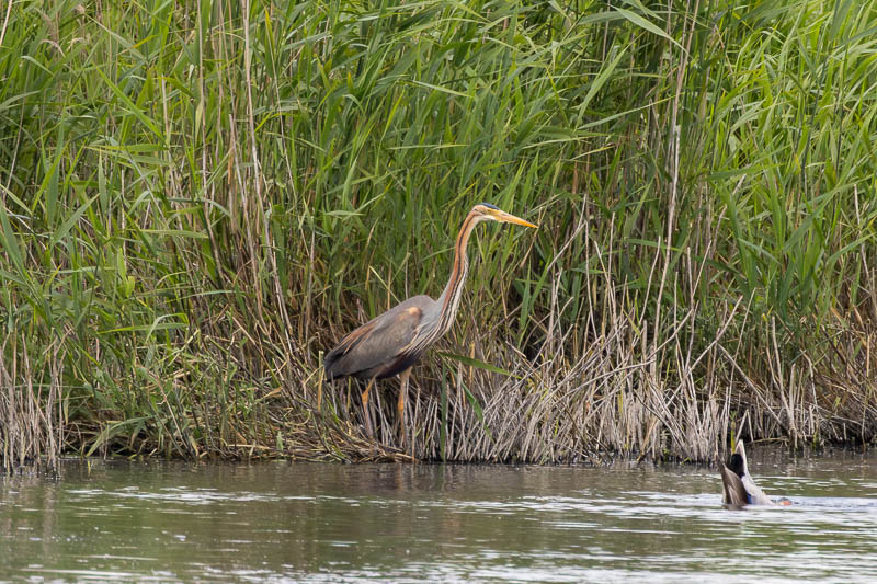 Purple Heron