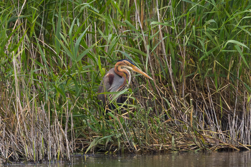 Purple Heron