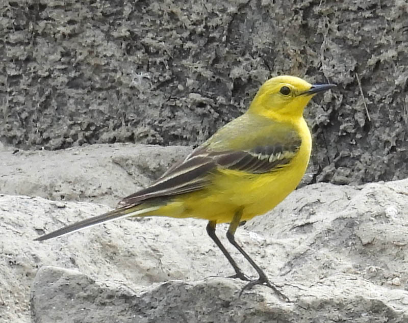 Yellow Wagtail