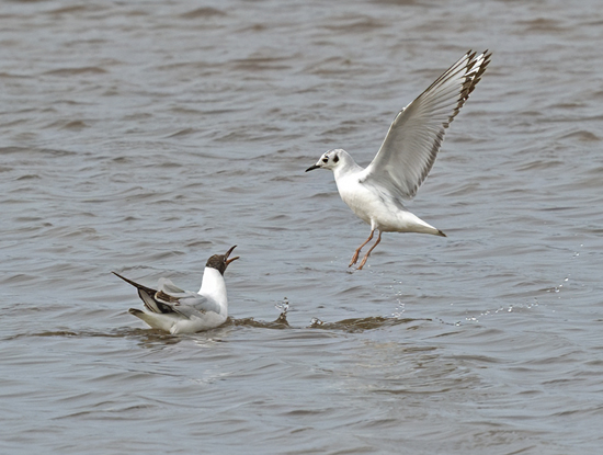 Bonaparte's Gull