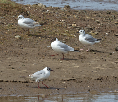 Bonaparte's Gull