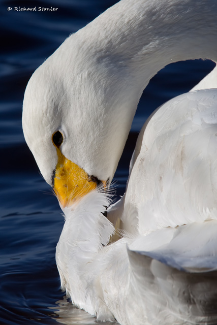 Whooper Swan