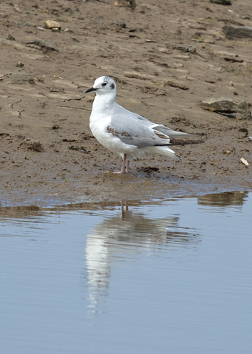 Bonaparte's Gull