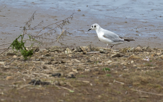 Bonaparte's Gull