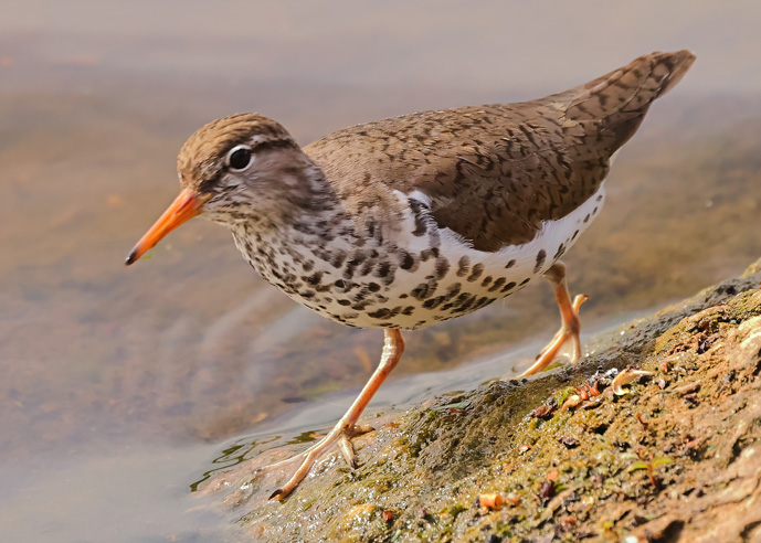 Spotted Sandpiper