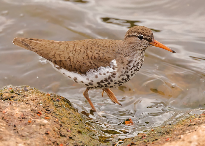 Spotted Sandpiper