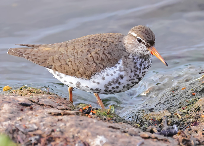 Spotted Sandpiper