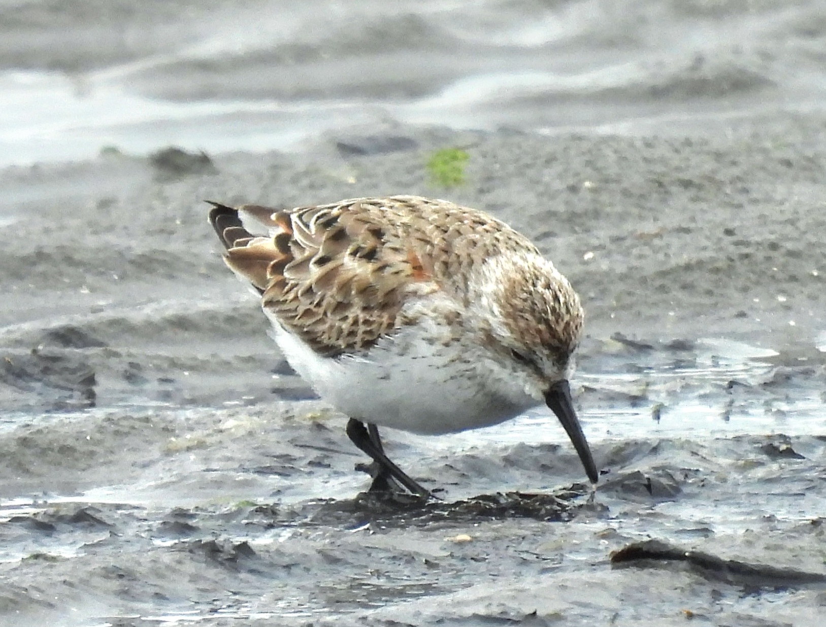 Western Sandpiper
